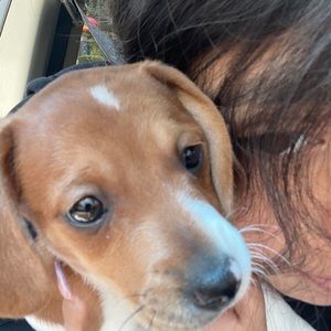 Meet your Posher, Rosa